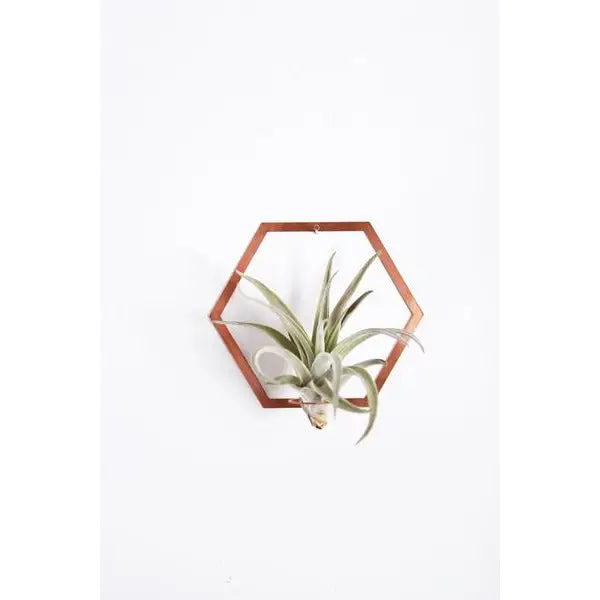 Hexagon Frame Air Plant Wall Holder