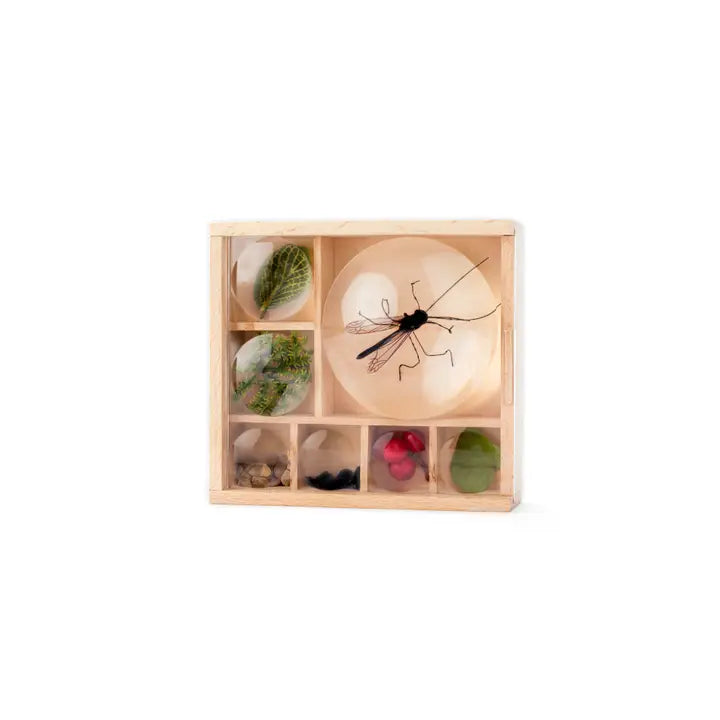 My Little Museum Bug Box