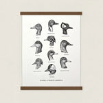 Ducks of North America Letterpress Print