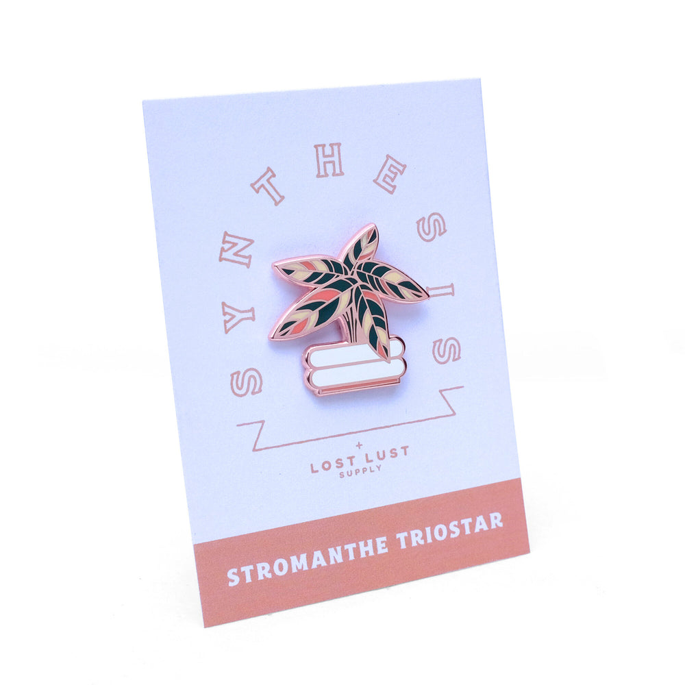 Stromanthe Triostar Pin