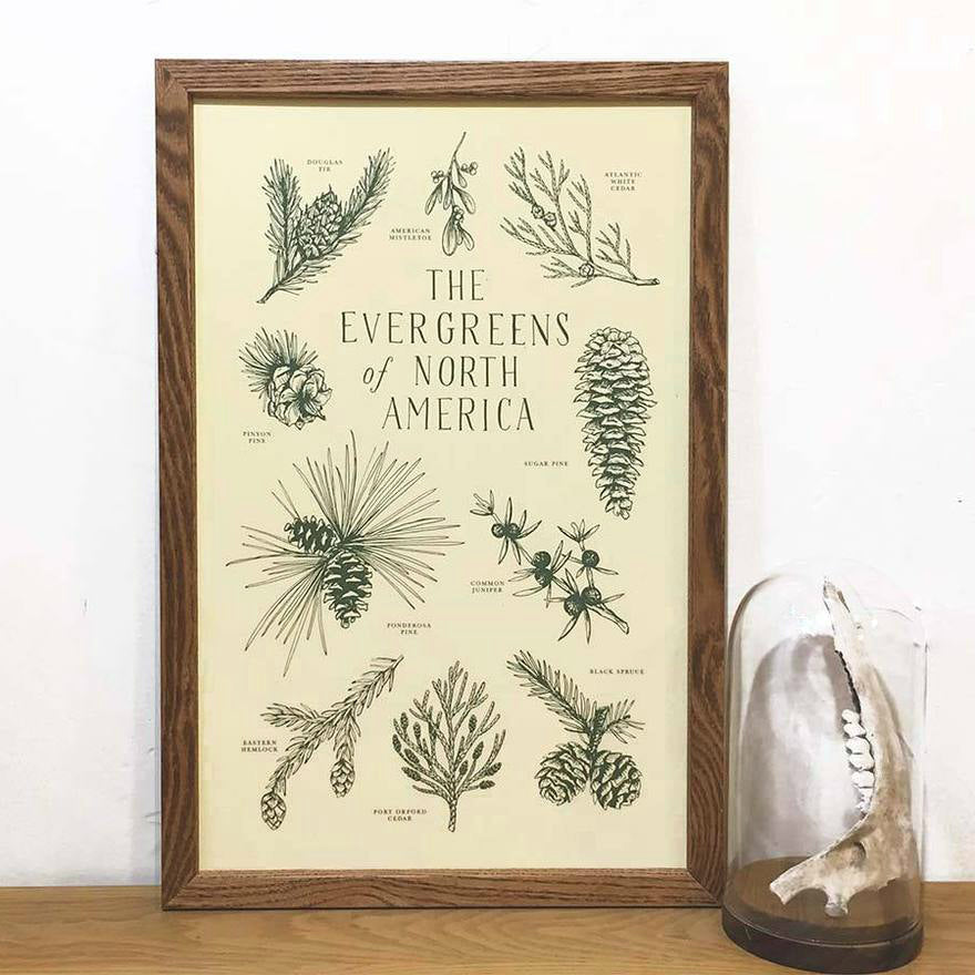 Evergreens of North America Print